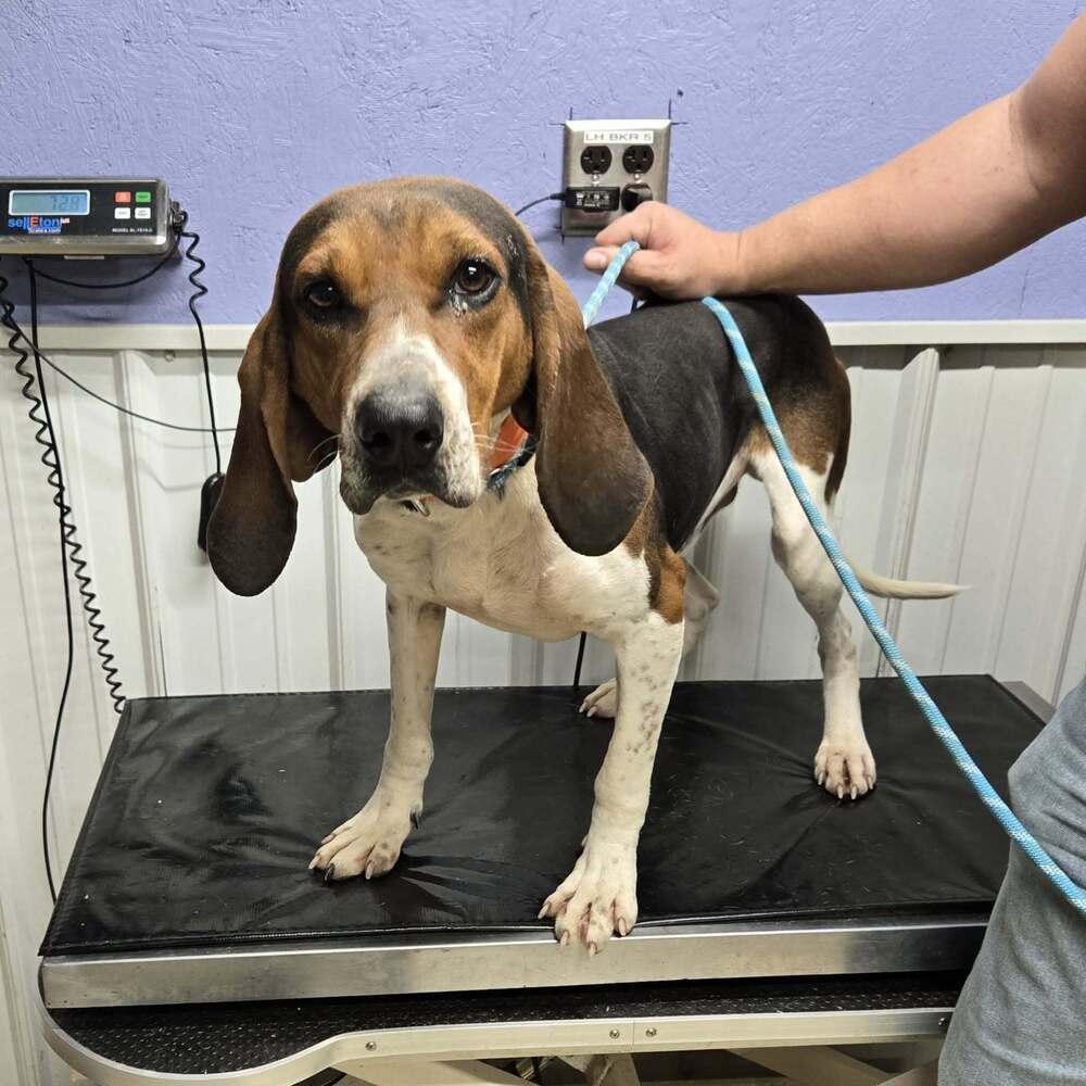 Henry, Adoptable, Adult Male Coonhound.