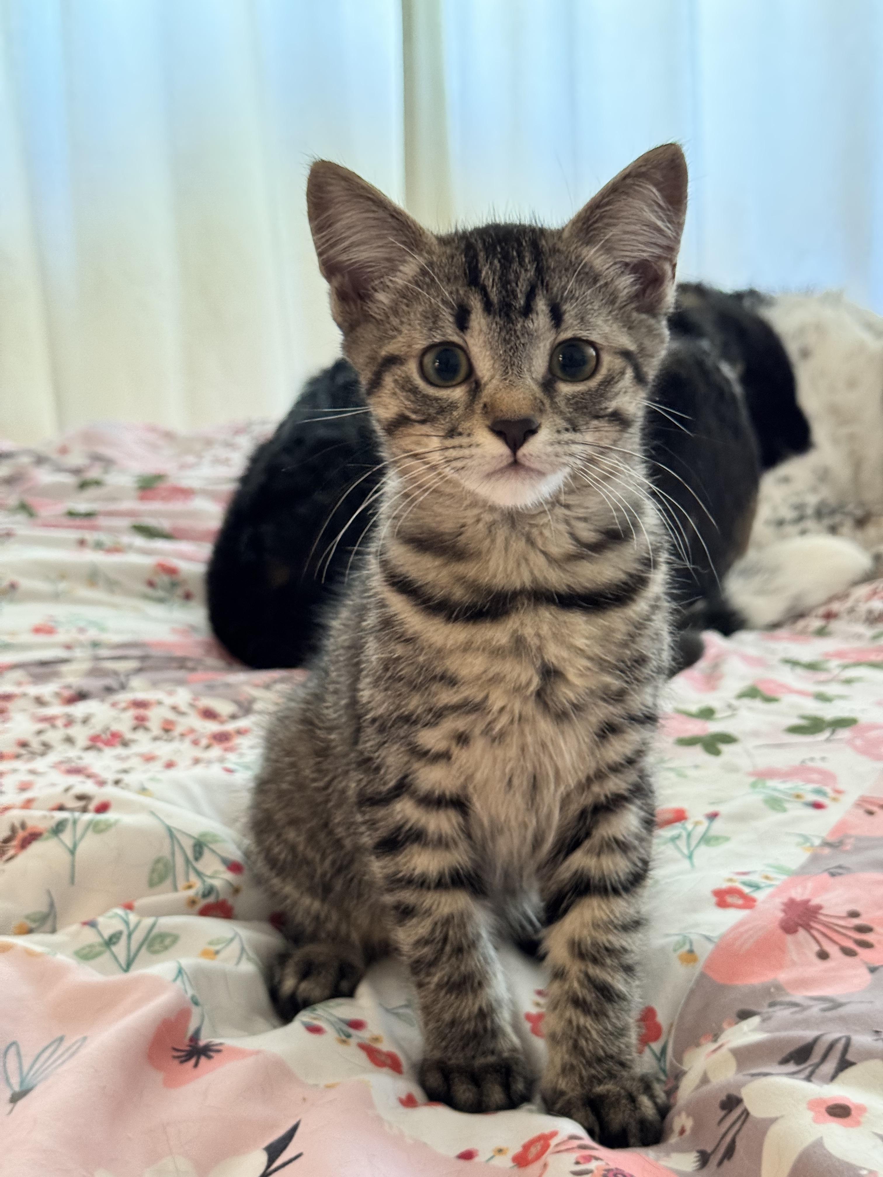 Kuma, a Adoptable Domestic Short Hair in Roberts Creek, BC image 1/2