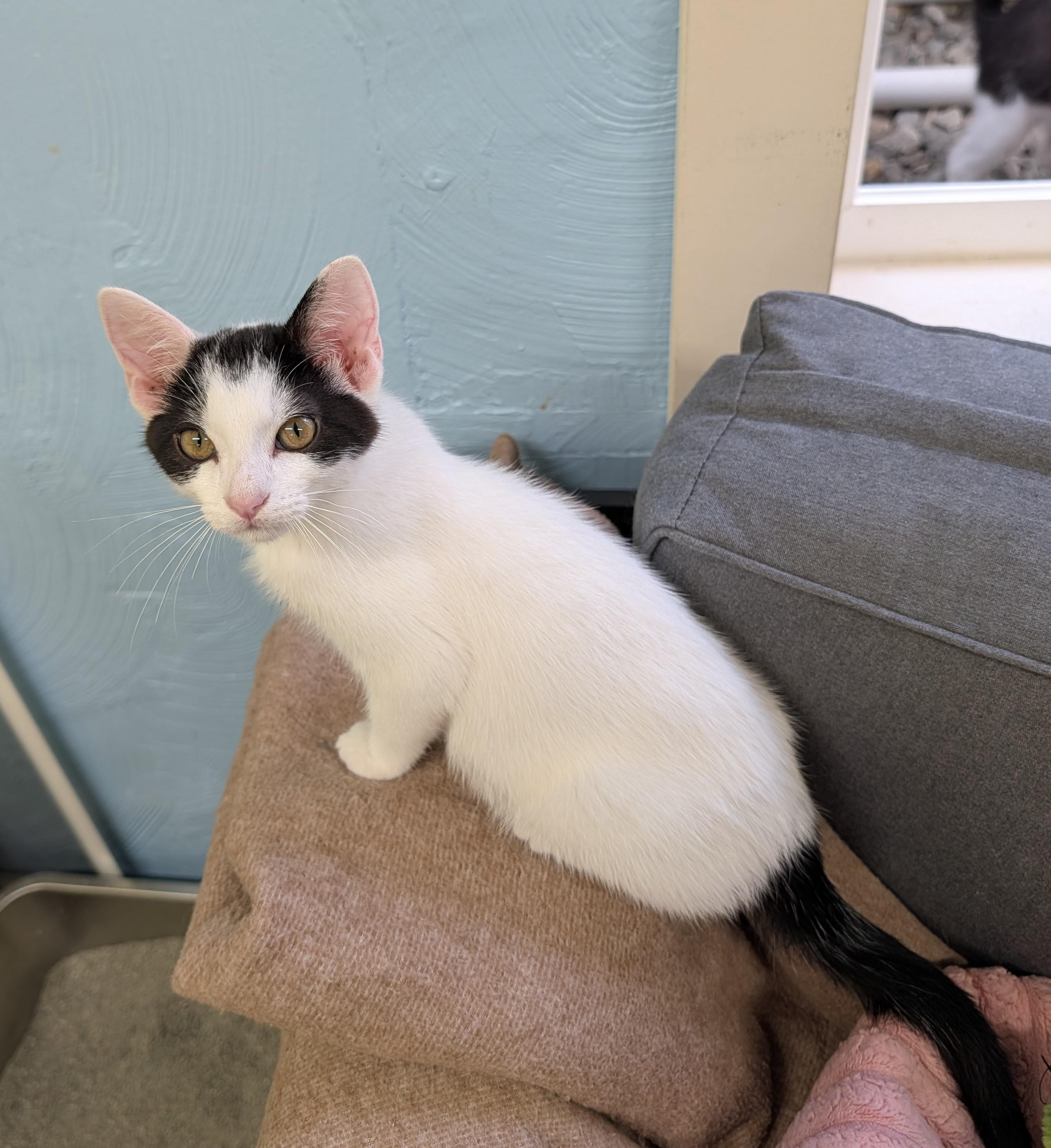Hotch, adoptable, Kitten Male Domestic Short Hair.
