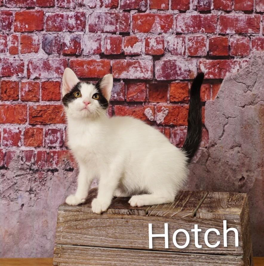 Hotch, an adoptable Domestic Short Hair in Waterloo, IA image 2/5