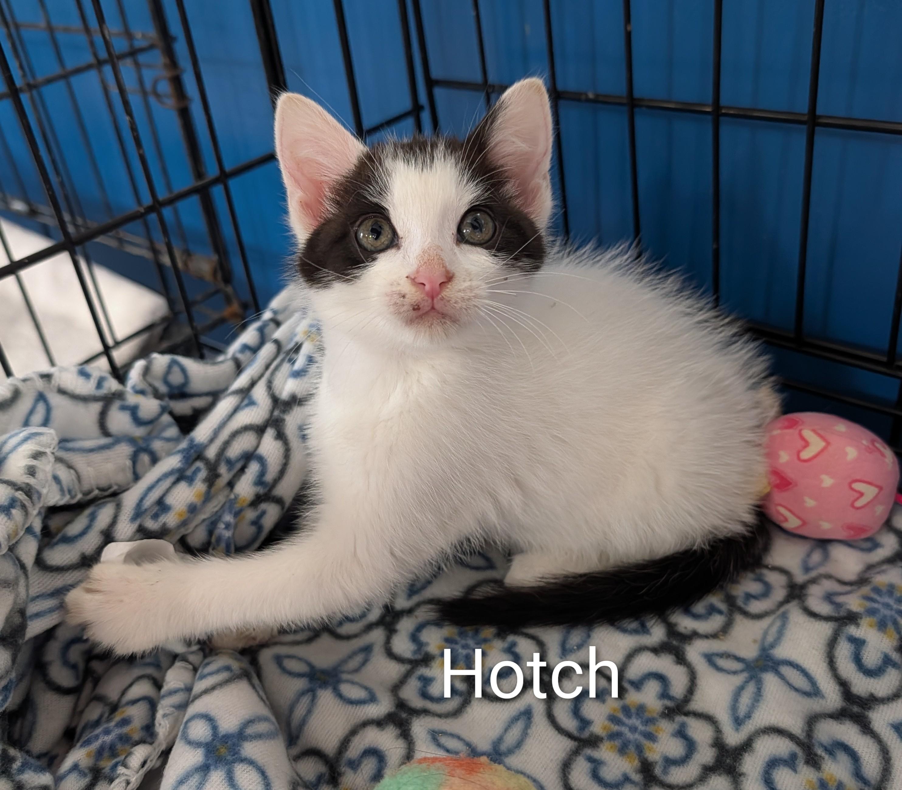 Hotch, an adoptable Domestic Short Hair in Waterloo, IA image 5/5