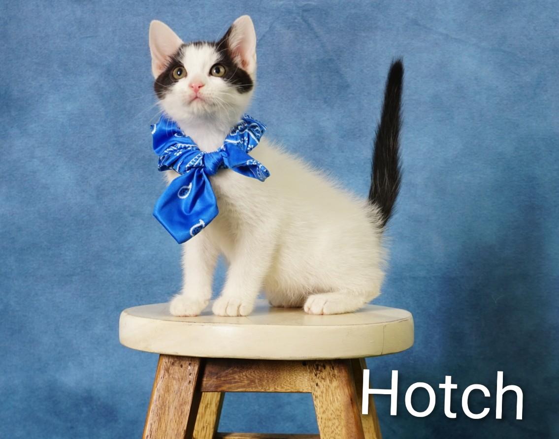Hotch, an adoptable Domestic Short Hair in Waterloo, IA image 4/5