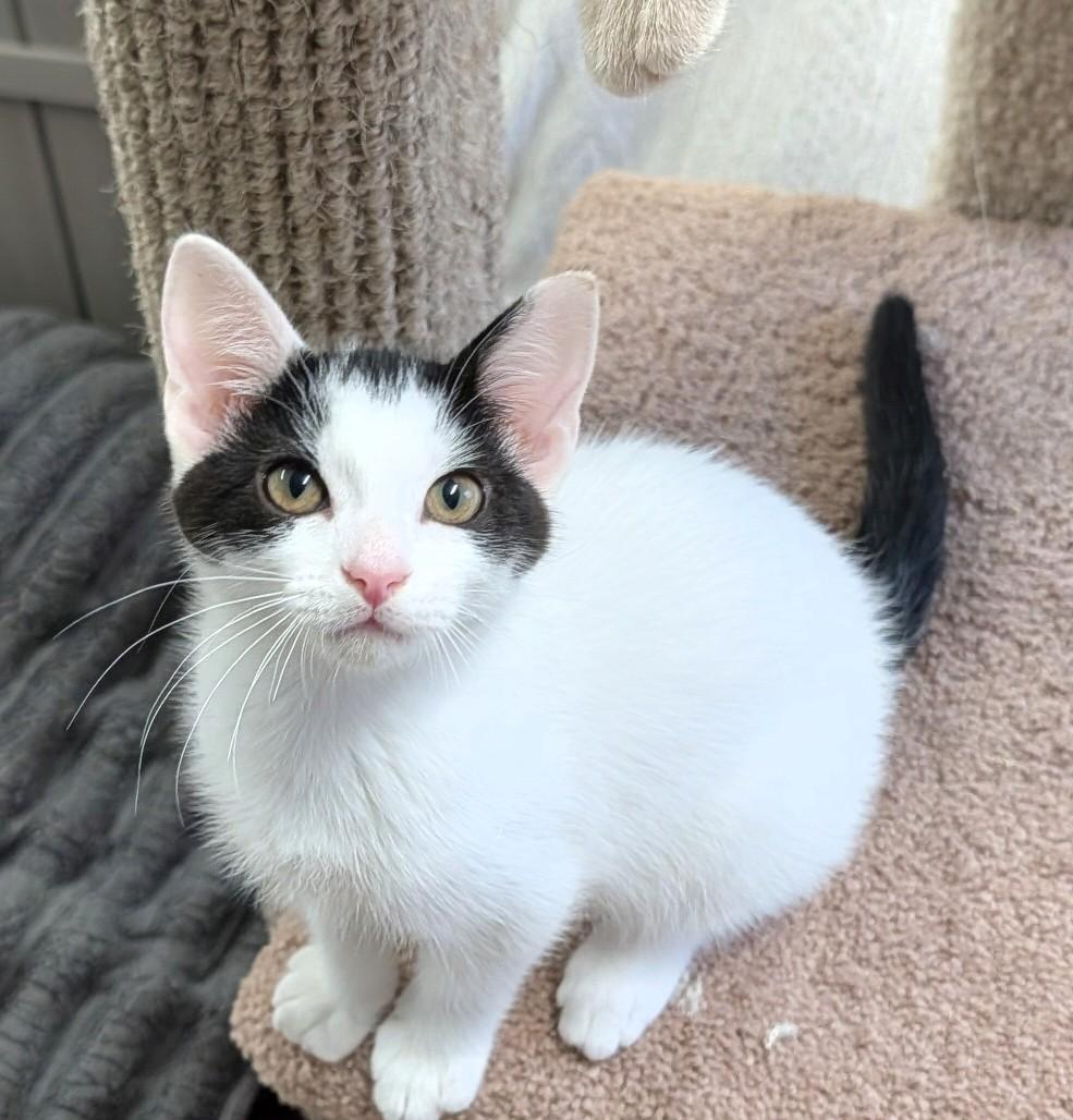 Hotch, an adoptable Domestic Short Hair in Waterloo, IA image 3/5