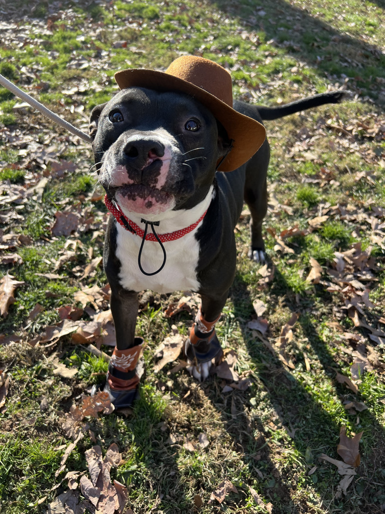 Charlie, a Adoptable American Staffordshire Terrier in Gaithersburg, MD image 2/6