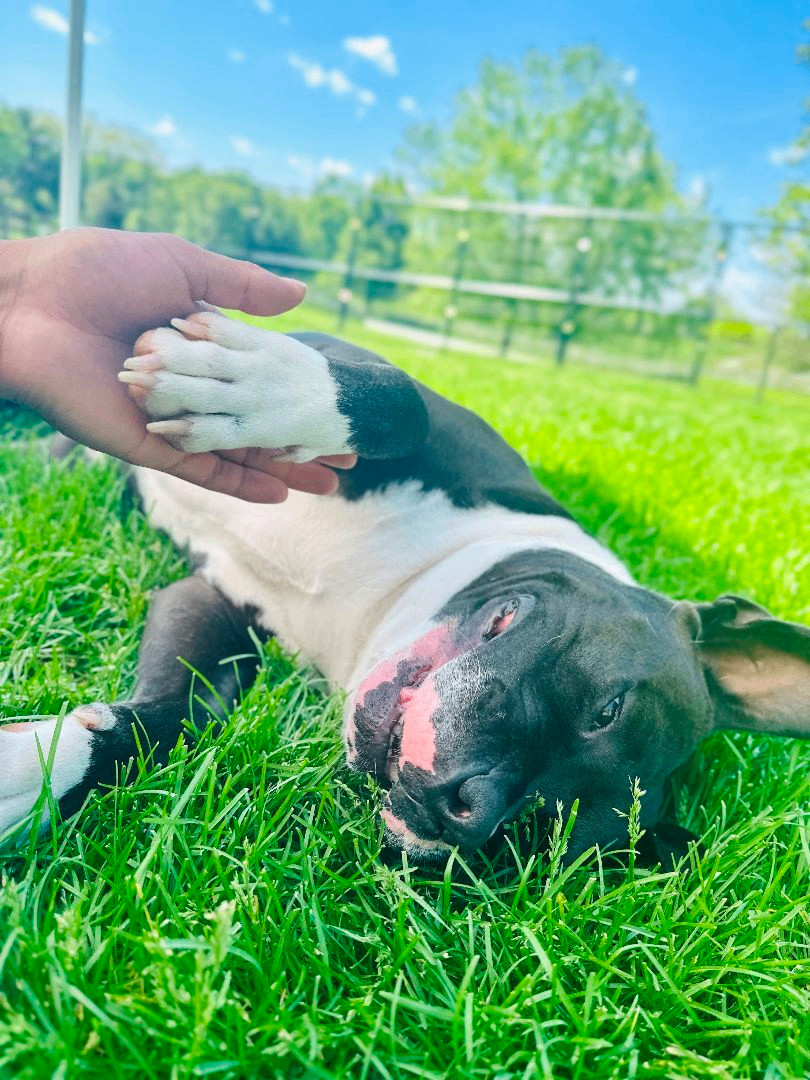 Charlie, a Adoptable American Staffordshire Terrier in Gaithersburg, MD image 5/6