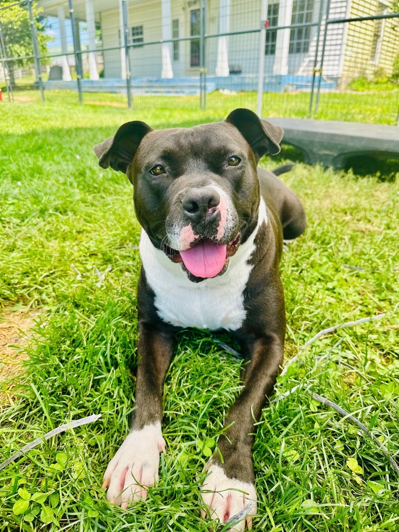 Charlie, a Adoptable American Staffordshire Terrier in Gaithersburg, MD image 1/6