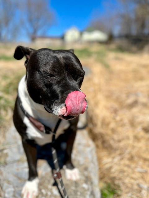 Charlie, a Adoptable American Staffordshire Terrier in Gaithersburg, MD image 3/6