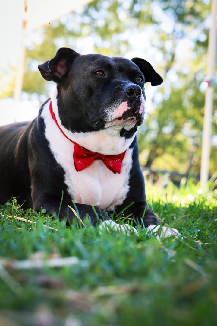Charlie, a Adoptable American Staffordshire Terrier in Gaithersburg, MD image 4/6