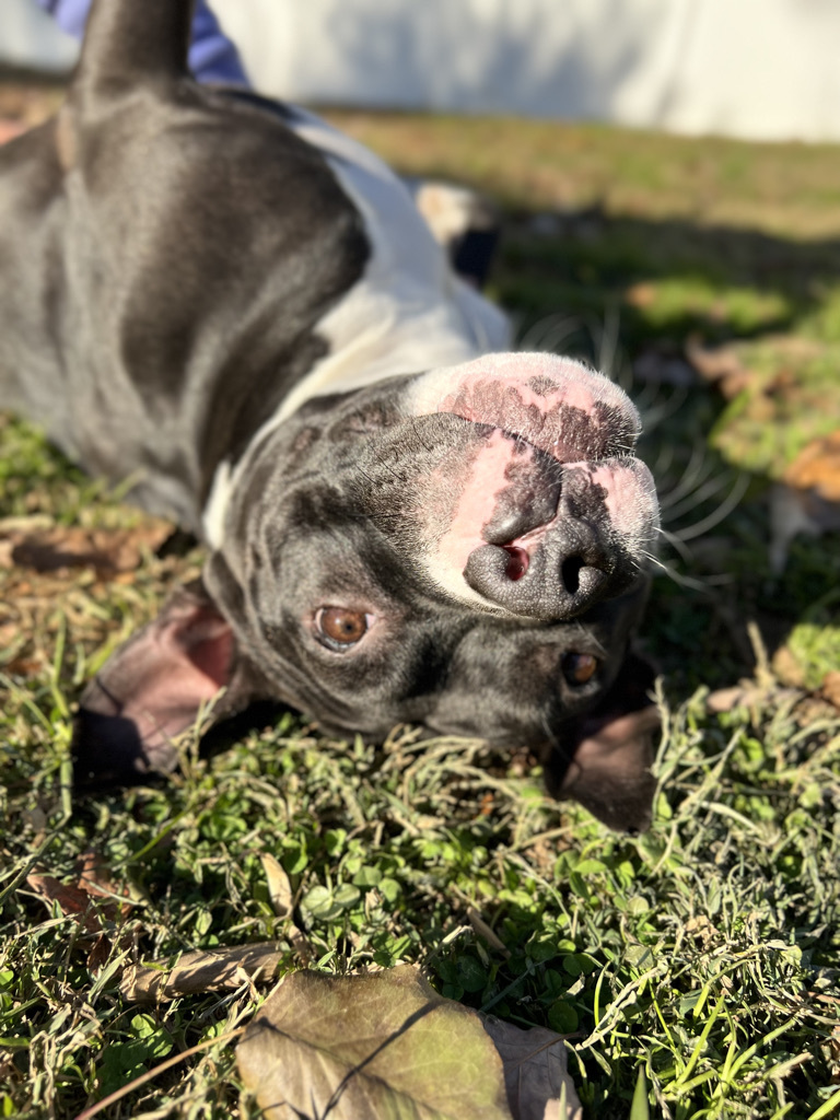 Charlie, a Adoptable American Staffordshire Terrier in Gaithersburg, MD image 6/6