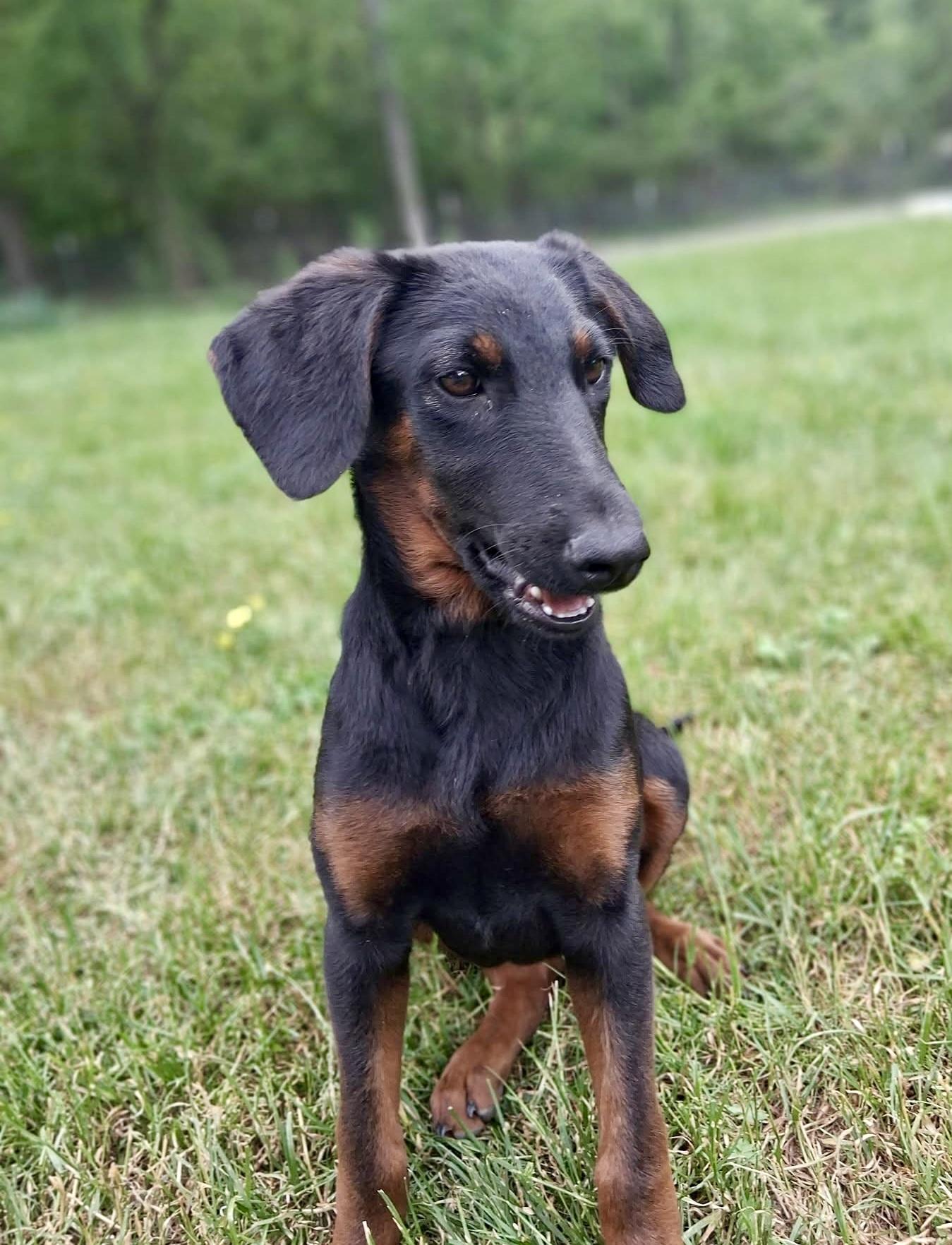 Enlarge Prim, a ADOPTABLE mixed breed in Ooltewah, TN image 2/5