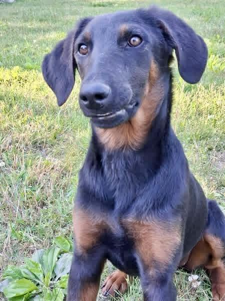 Prim, an adopted mixed breed in Ooltewah, TN image 1/6