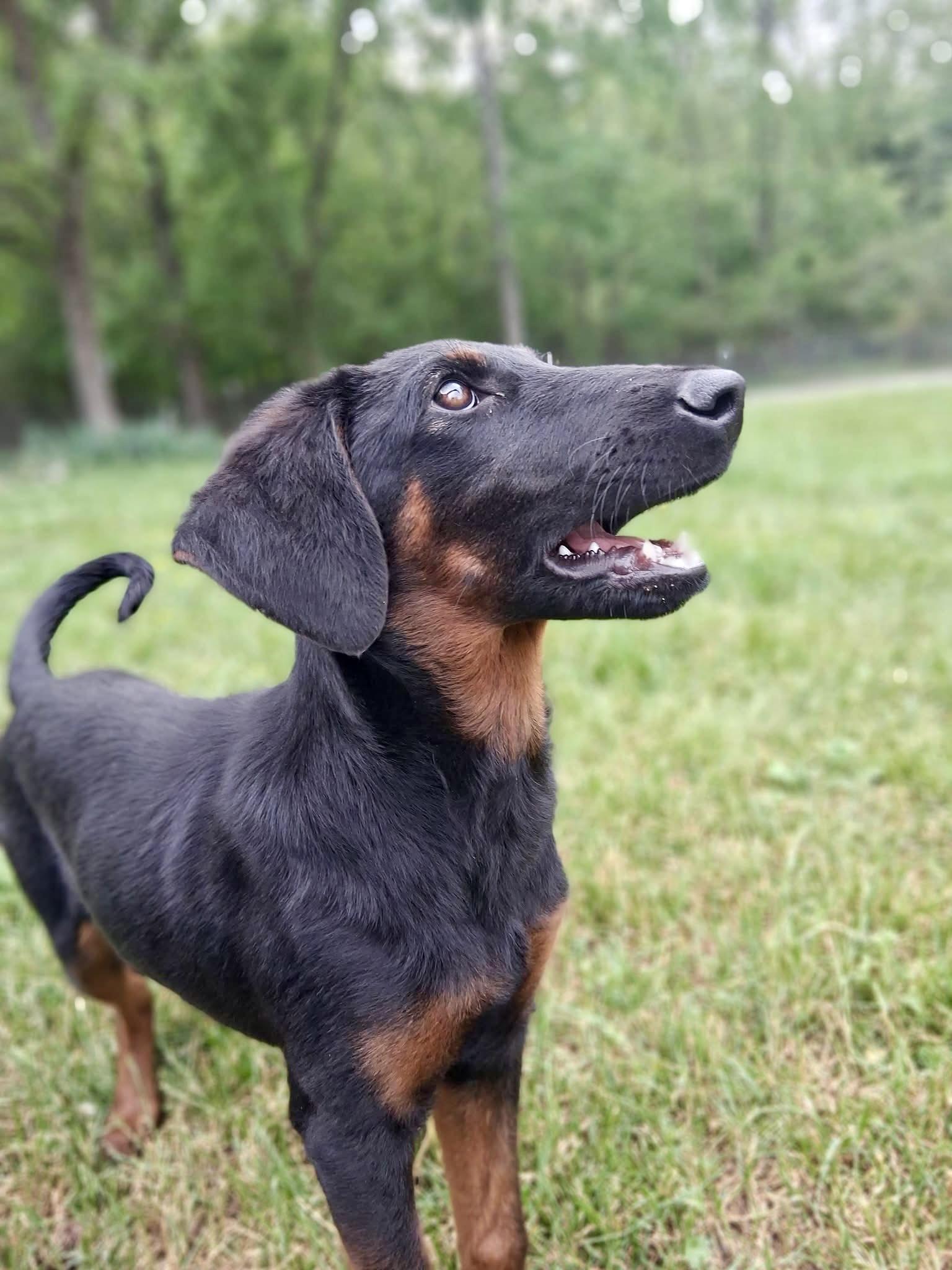 Enlarge Prim, a ADOPTABLE mixed breed in Ooltewah, TN image 4/5