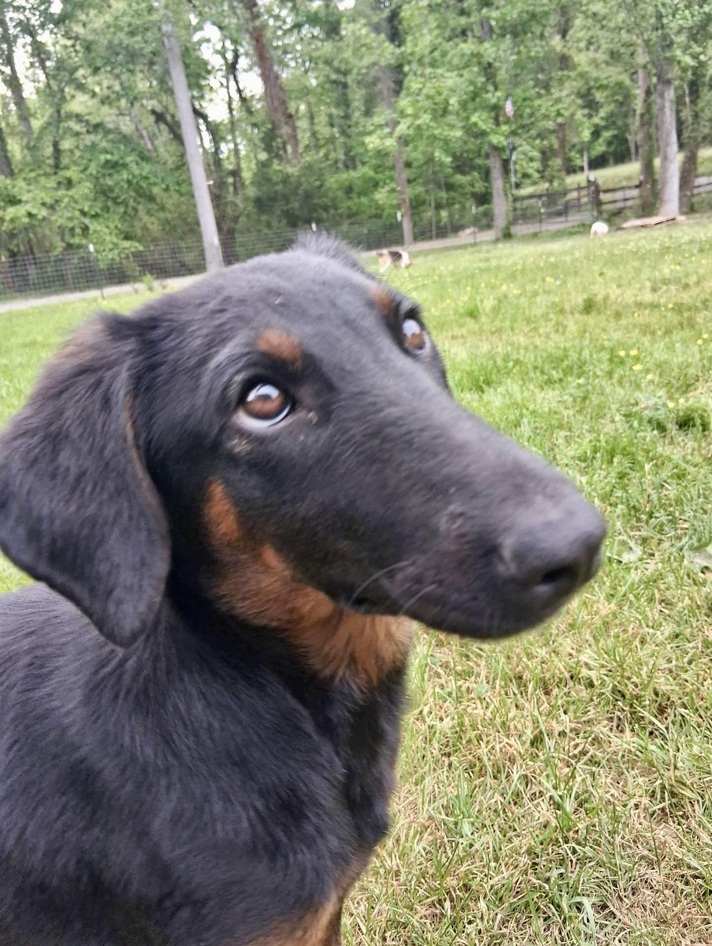 Prim, ADOPTABLE, Puppy Female Doberman Pinscher & Hound.