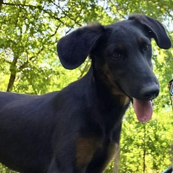 Prim, an adopted mixed breed in Ooltewah, TN image 6/6