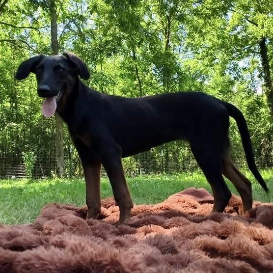 Prim, an adopted mixed breed in Ooltewah, TN image 5/6