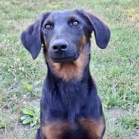 Prim, an adopted mixed breed in Ooltewah, TN image 4/6