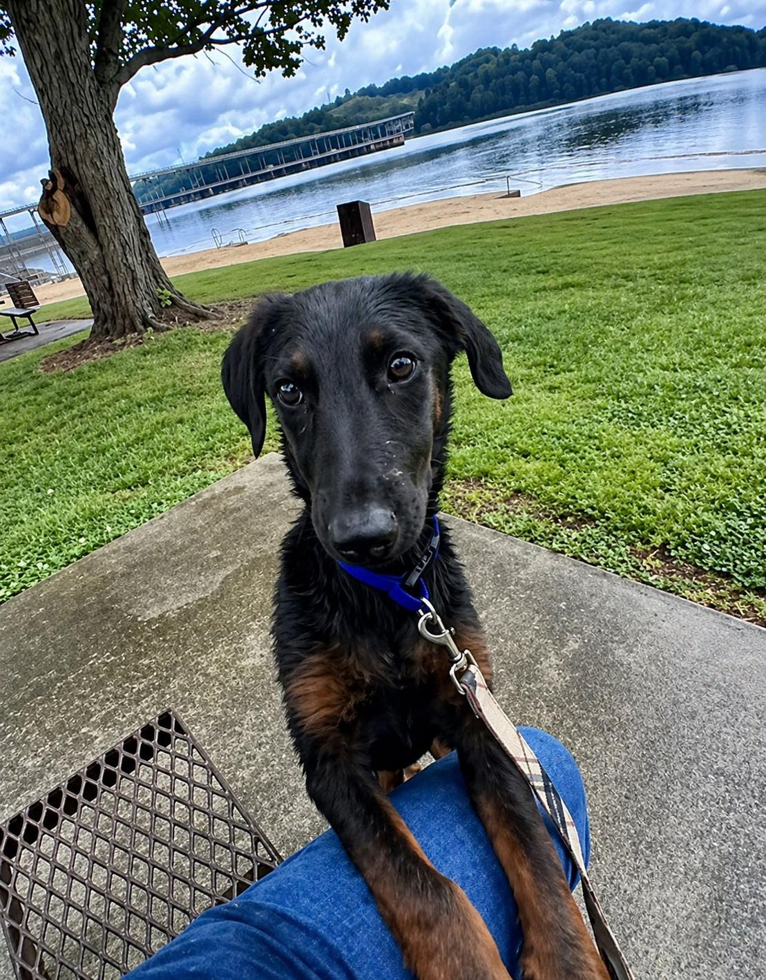 Enlarge Prim, a ADOPTABLE mixed breed in Ooltewah, TN image 5/5