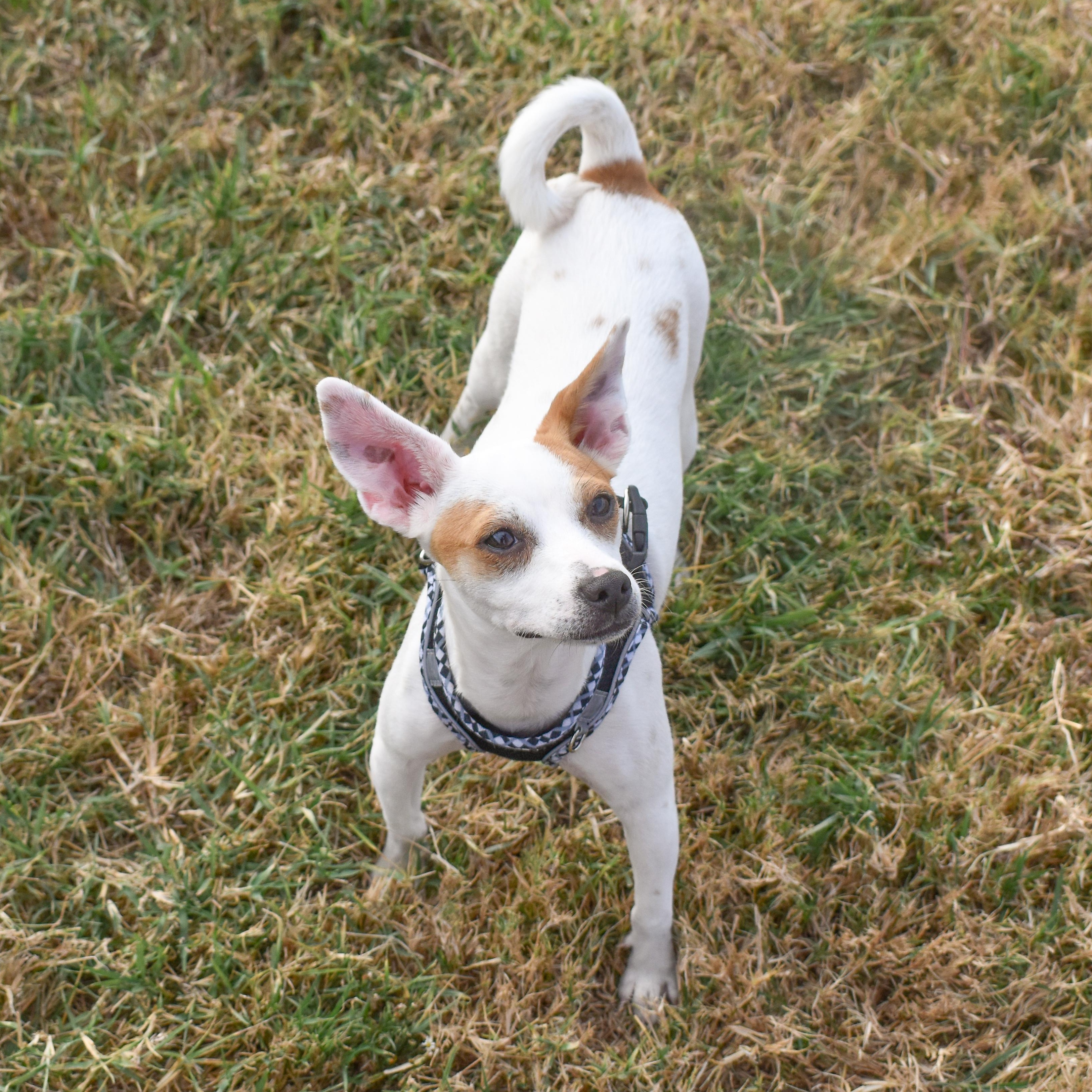 Phantom — thumbnail 4