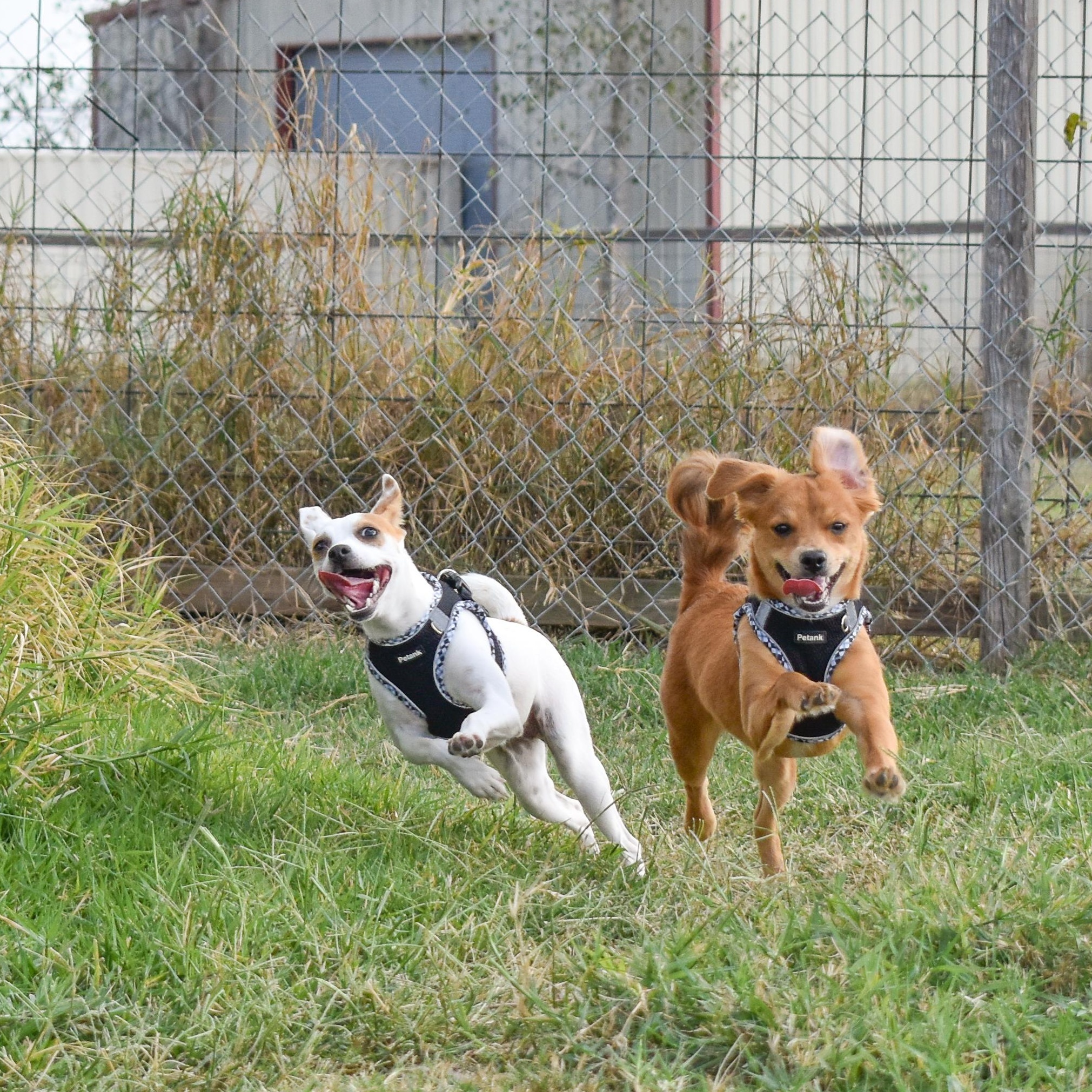 Phantom — thumbnail 6