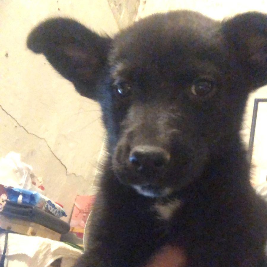 Lili