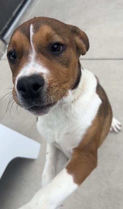 Enlarge Boots, a ADOPTABLE mixed breed in Steamboat Springs, CO image 1/2