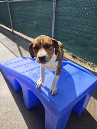 Enlarge Boots, a ADOPTABLE mixed breed in Steamboat Springs, CO image 2/2