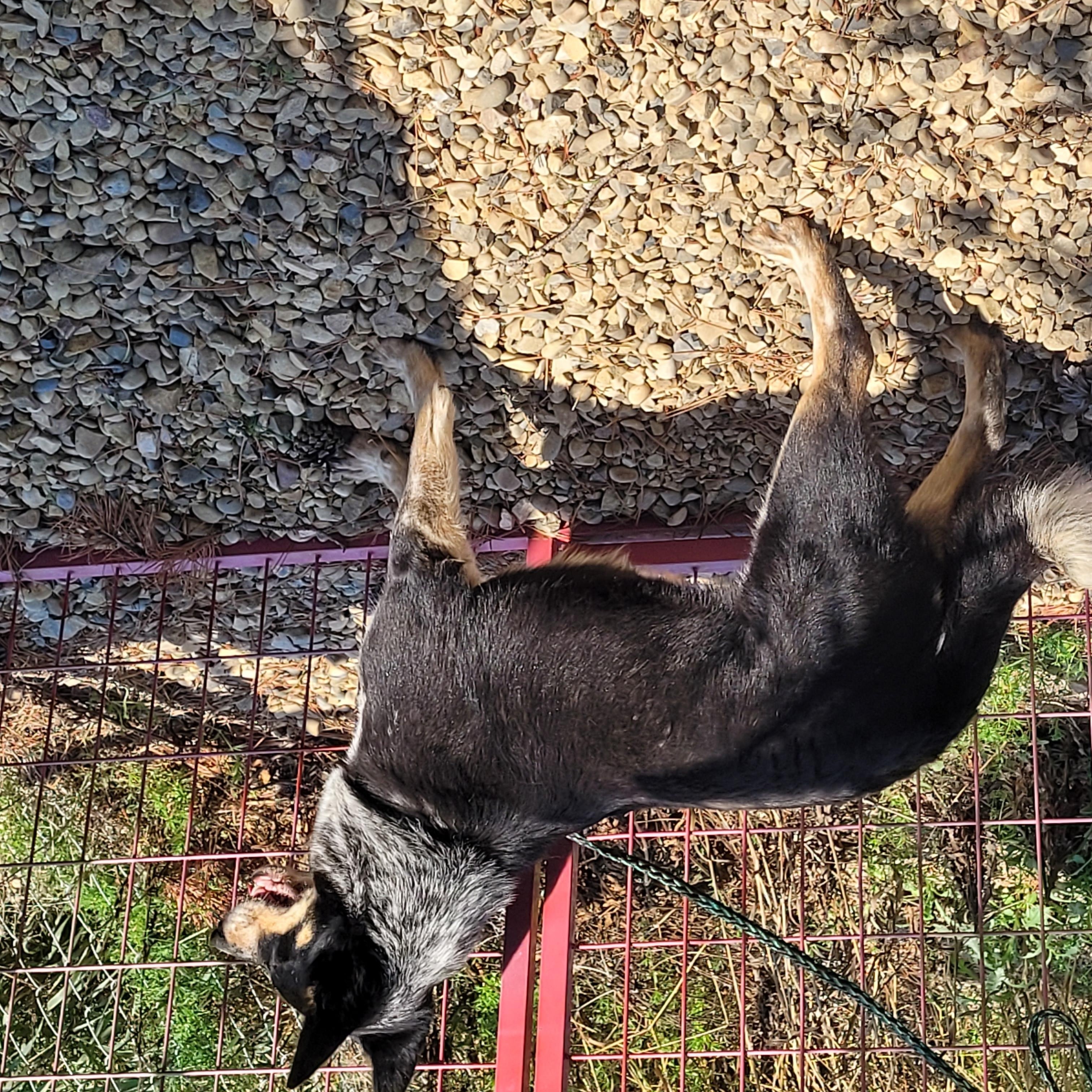 Enlarge Lady, a ADOPTABLE Australian Cattle Dog / Blue Heeler in Lacombe, AB image 3/3