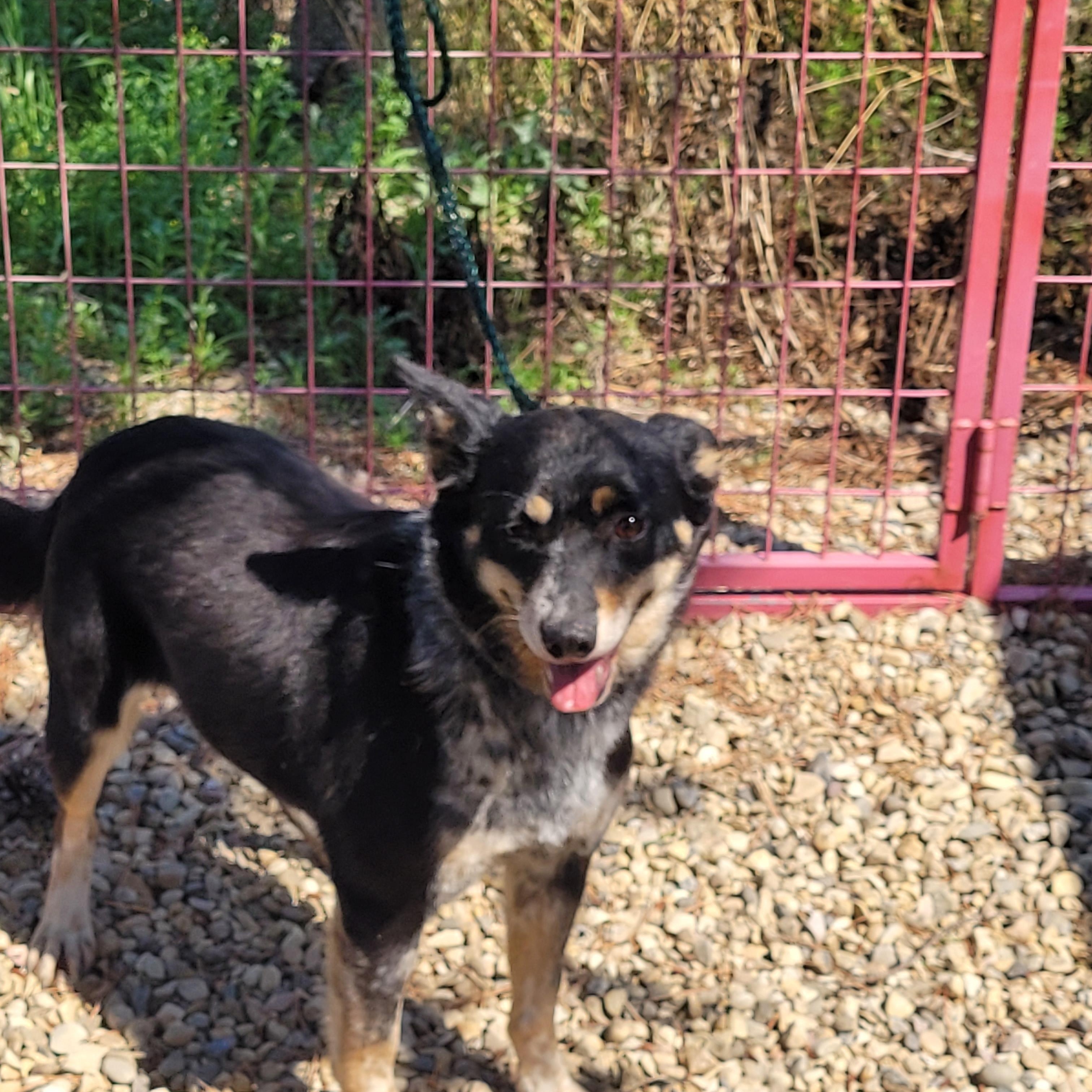Enlarge Lady, a ADOPTABLE Australian Cattle Dog / Blue Heeler in Lacombe, AB image 2/3