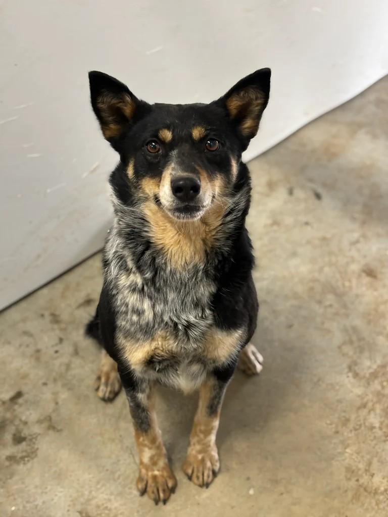 Enlarge Lady, a ADOPTABLE Australian Cattle Dog / Blue Heeler in Lacombe, AB image 1/3