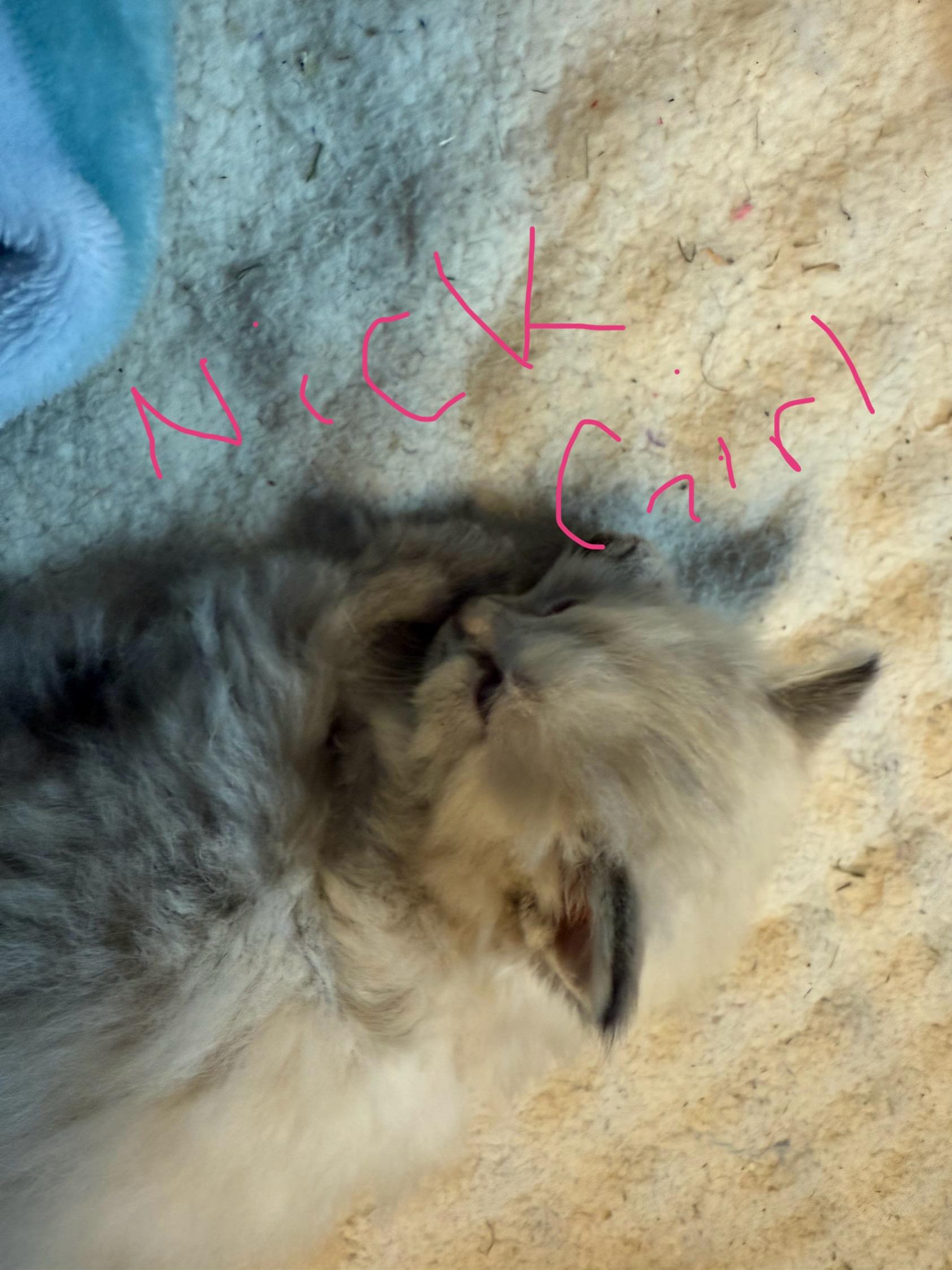 Nick, Adopted, Young Female Siamese.