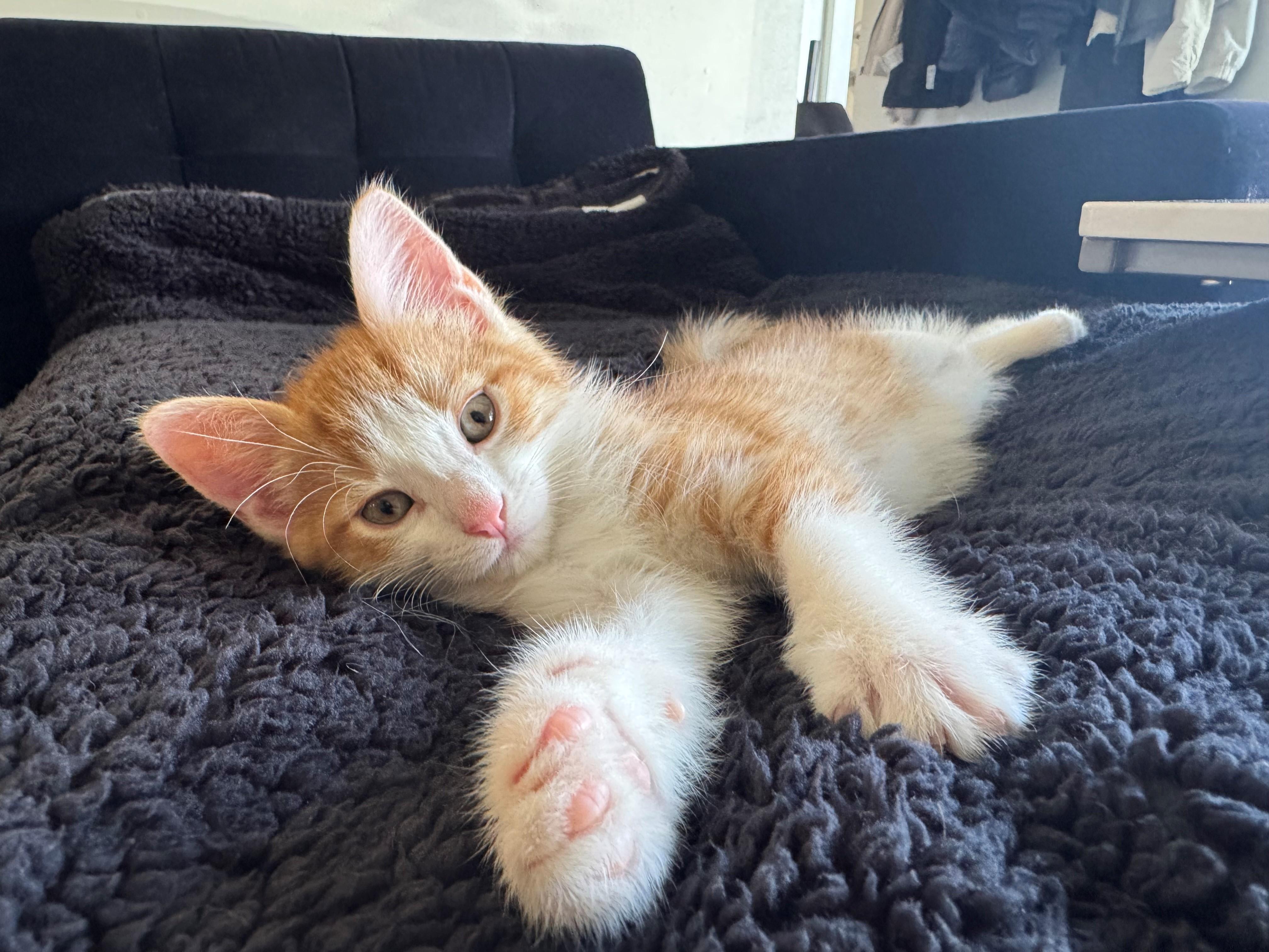 Ollie, ADOPTABLE, Kitten Male Domestic Short Hair.