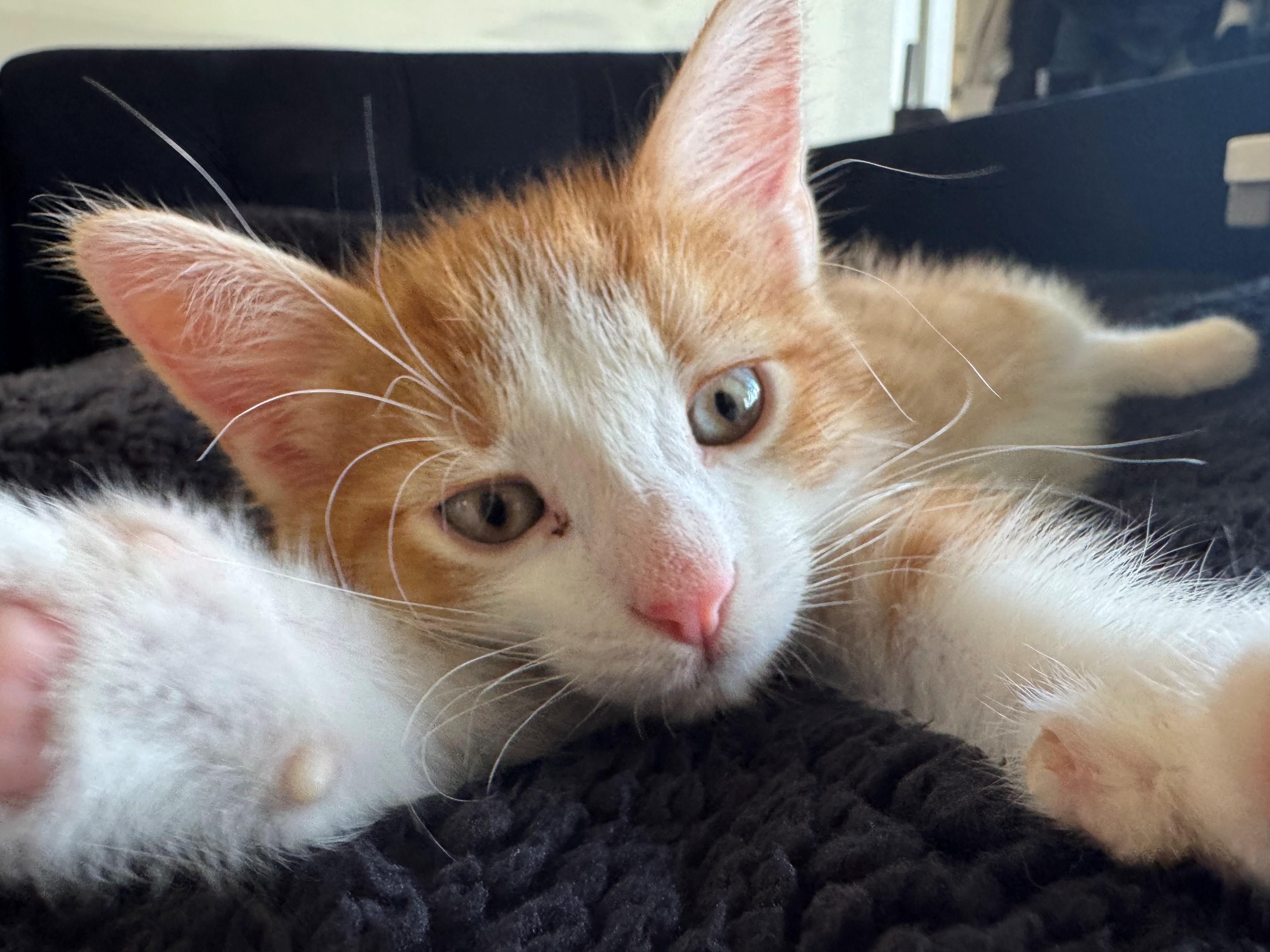 Enlarge Ollie, a ADOPTABLE mixed breed in Oshawa, ON image 2/3