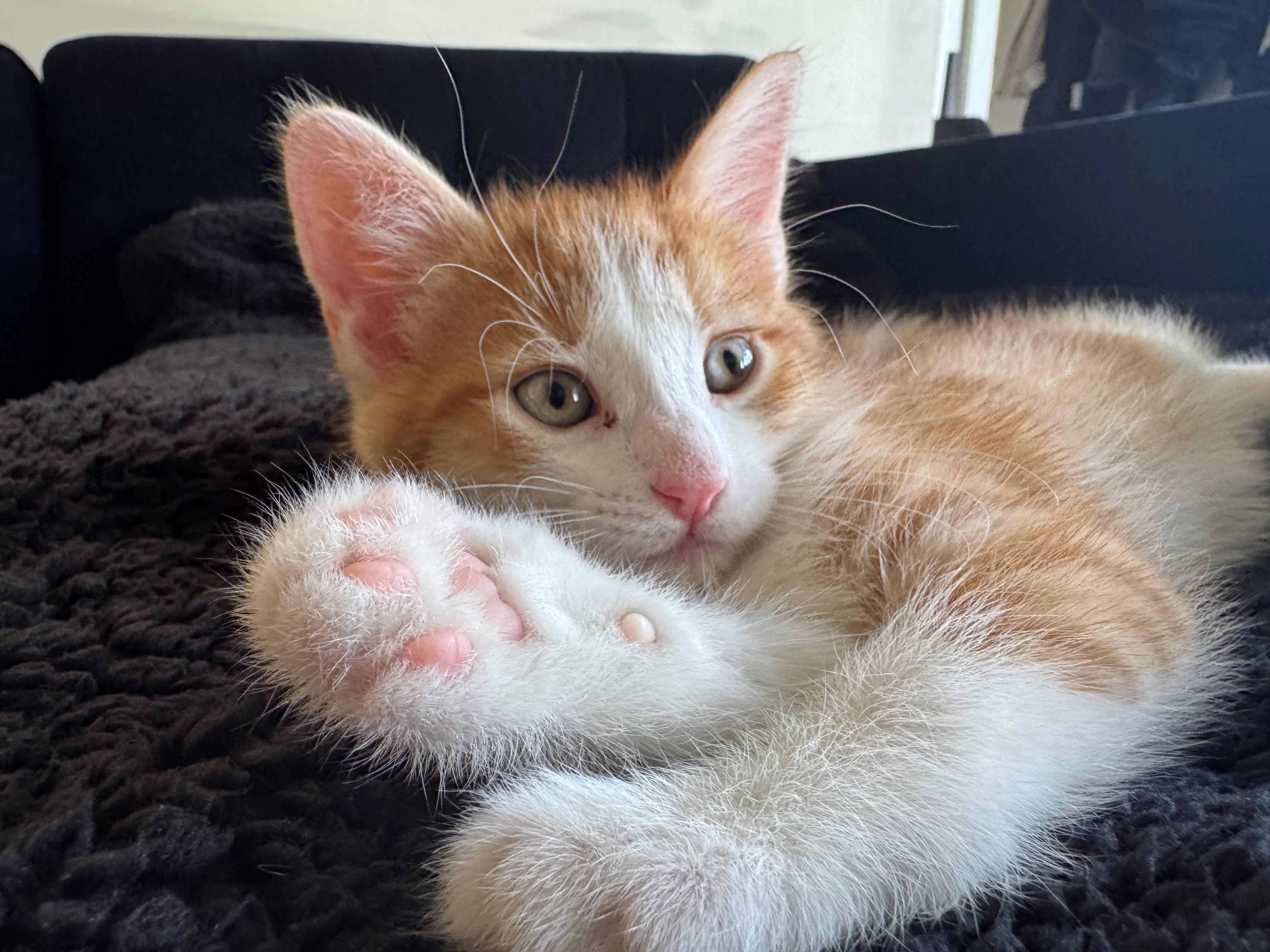 Enlarge Ollie, a ADOPTABLE mixed breed in Oshawa, ON image 3/3