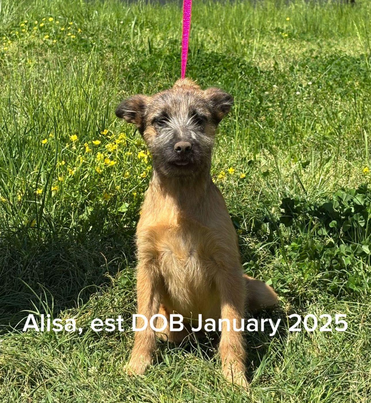 Enlarge Alisa, a Adoptable mixed breed in Shrewsbury, MA image 1/1