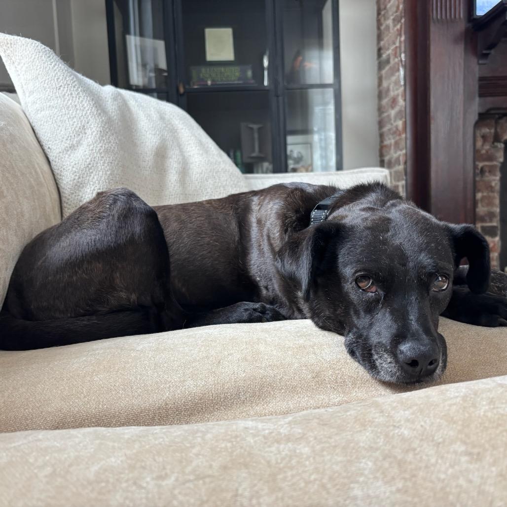 Enlarge Grimes, a Adoptable Black Labrador Retriever in Goodlettsville, TN image 1/6