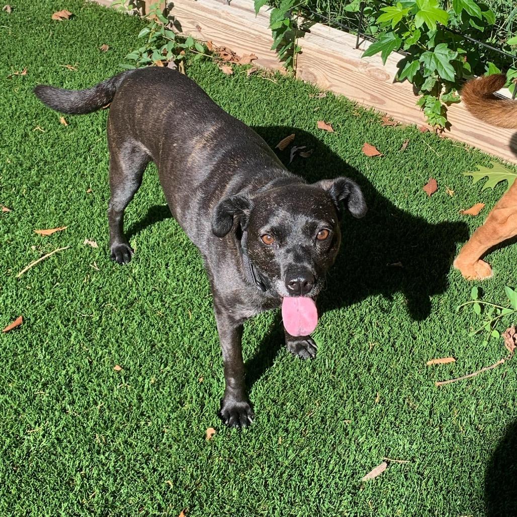 Enlarge Grimes, a Adoptable Black Labrador Retriever in Goodlettsville, TN image 3/6