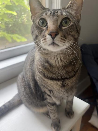 McGravy, Adoptable, Adult Male Domestic Short Hair & Domestic Short Hair.