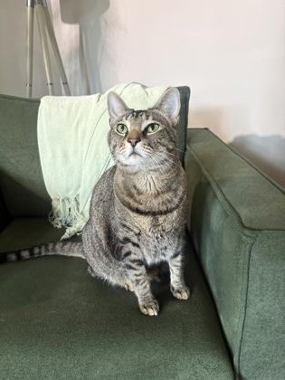 McGravy, a Adoptable mixed breed in Memphis, TN image 2/3