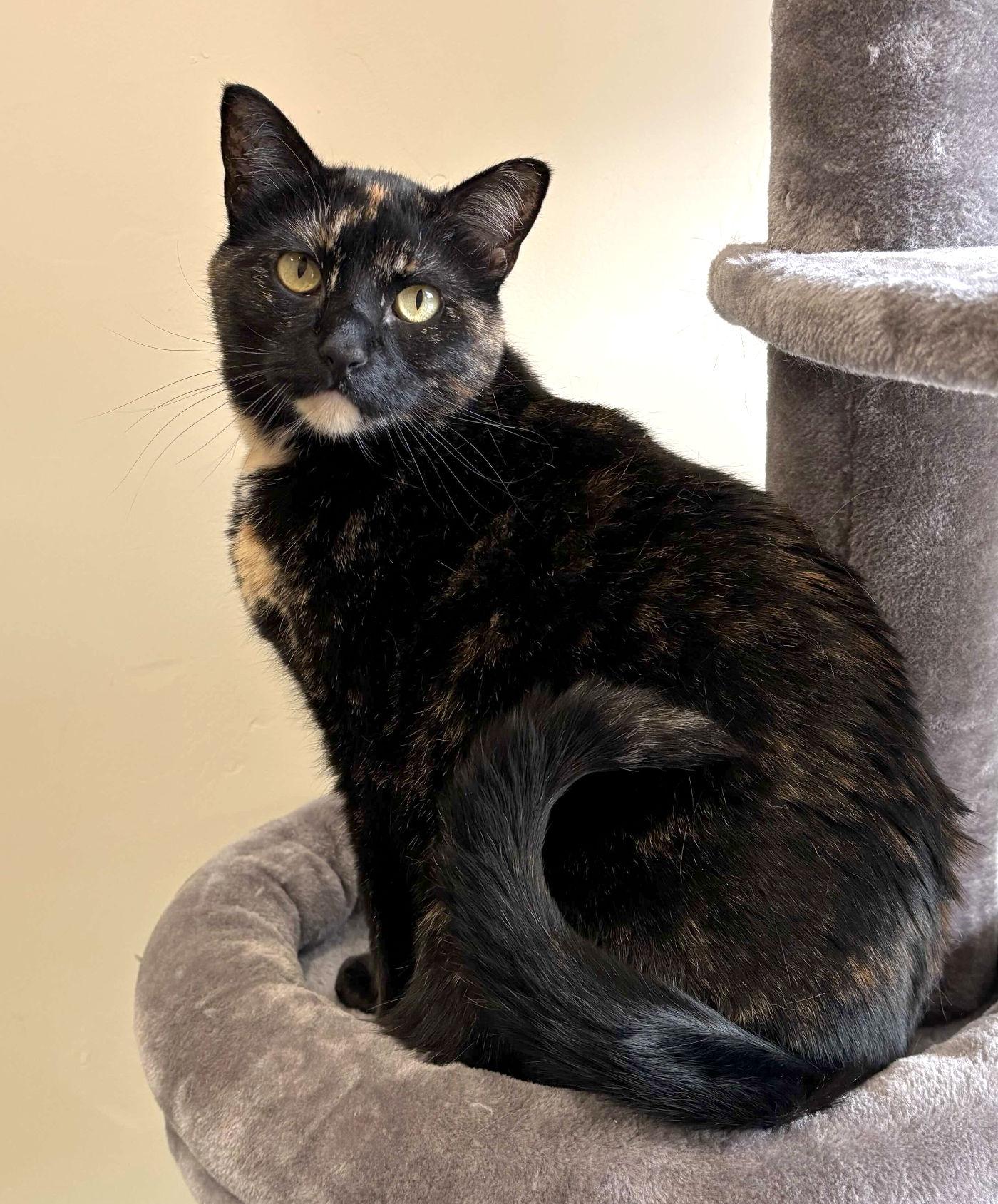 Julie & May, an adoptable Domestic Short Hair in Manitou Springs, CO, 80829 | Photo Image 2