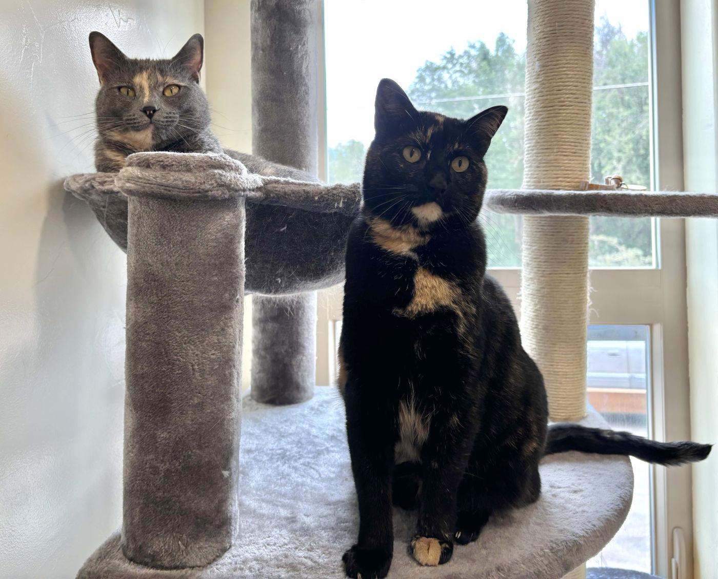 Julie & May, an adoptable Domestic Short Hair in Manitou Springs, CO, 80829 | Photo Image 4