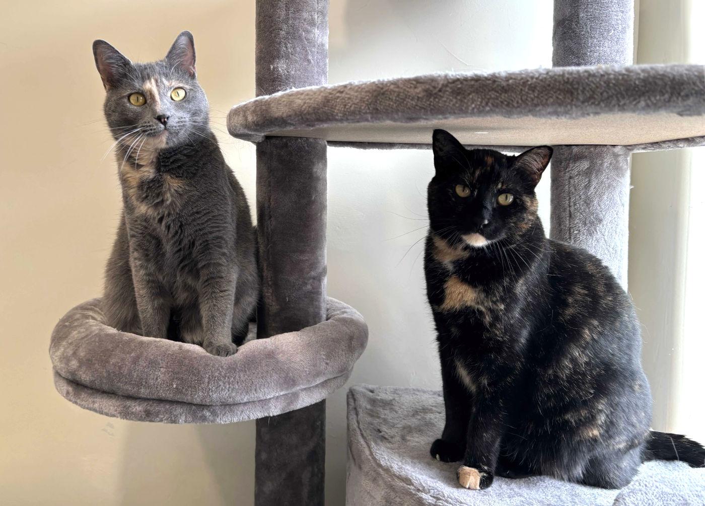 Julie & May, an adoptable Domestic Short Hair in Manitou Springs, CO, 80829 | Photo Image 5