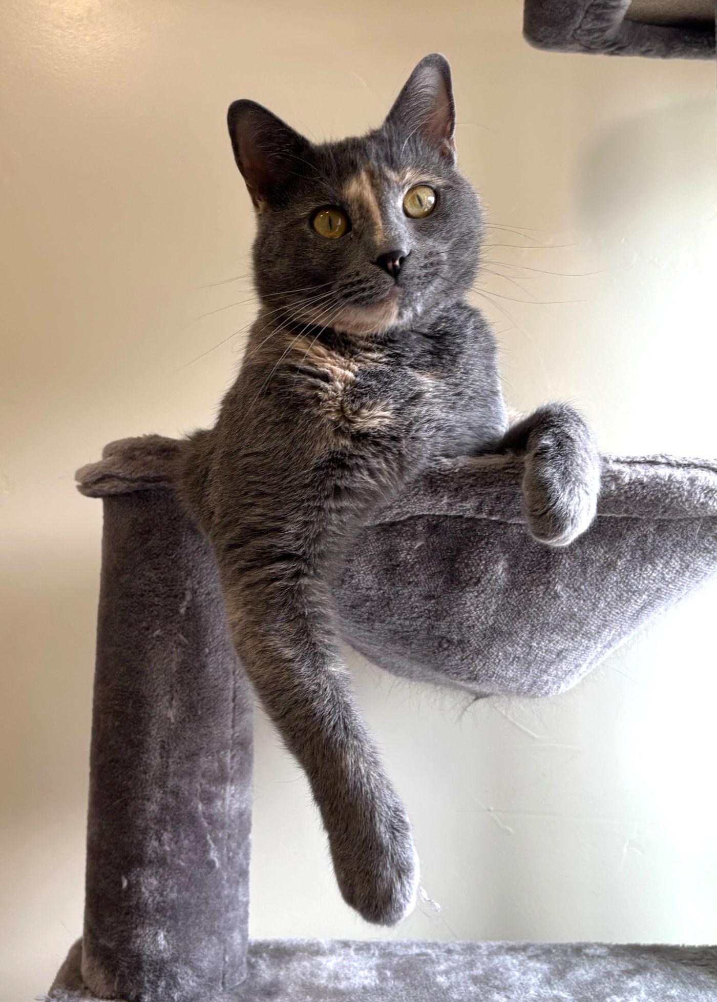 Julie & May, an adoptable Domestic Short Hair in Manitou Springs, CO, 80829 | Photo Image 6