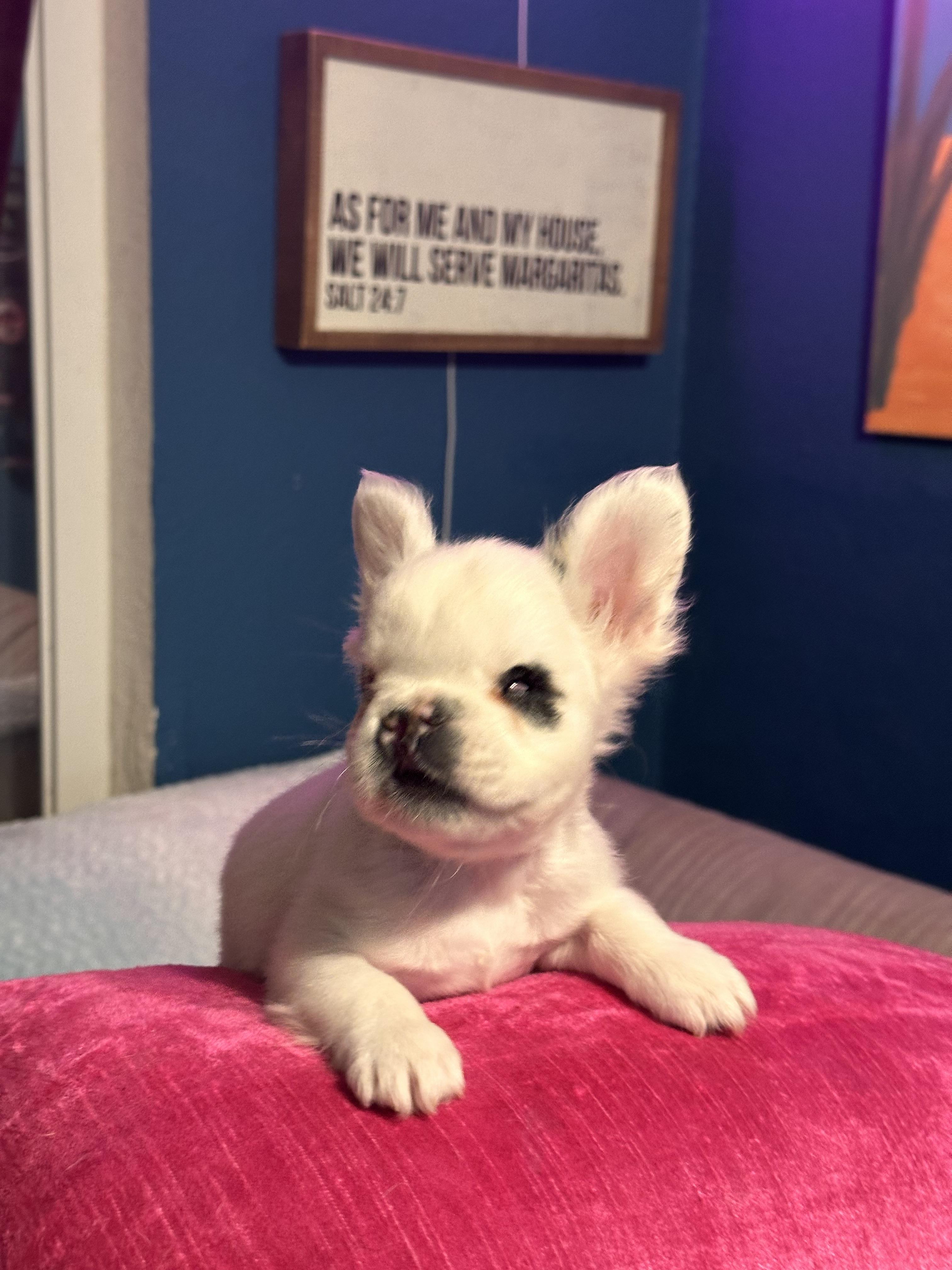 Pua, Adopted, Young Female French Bulldog.