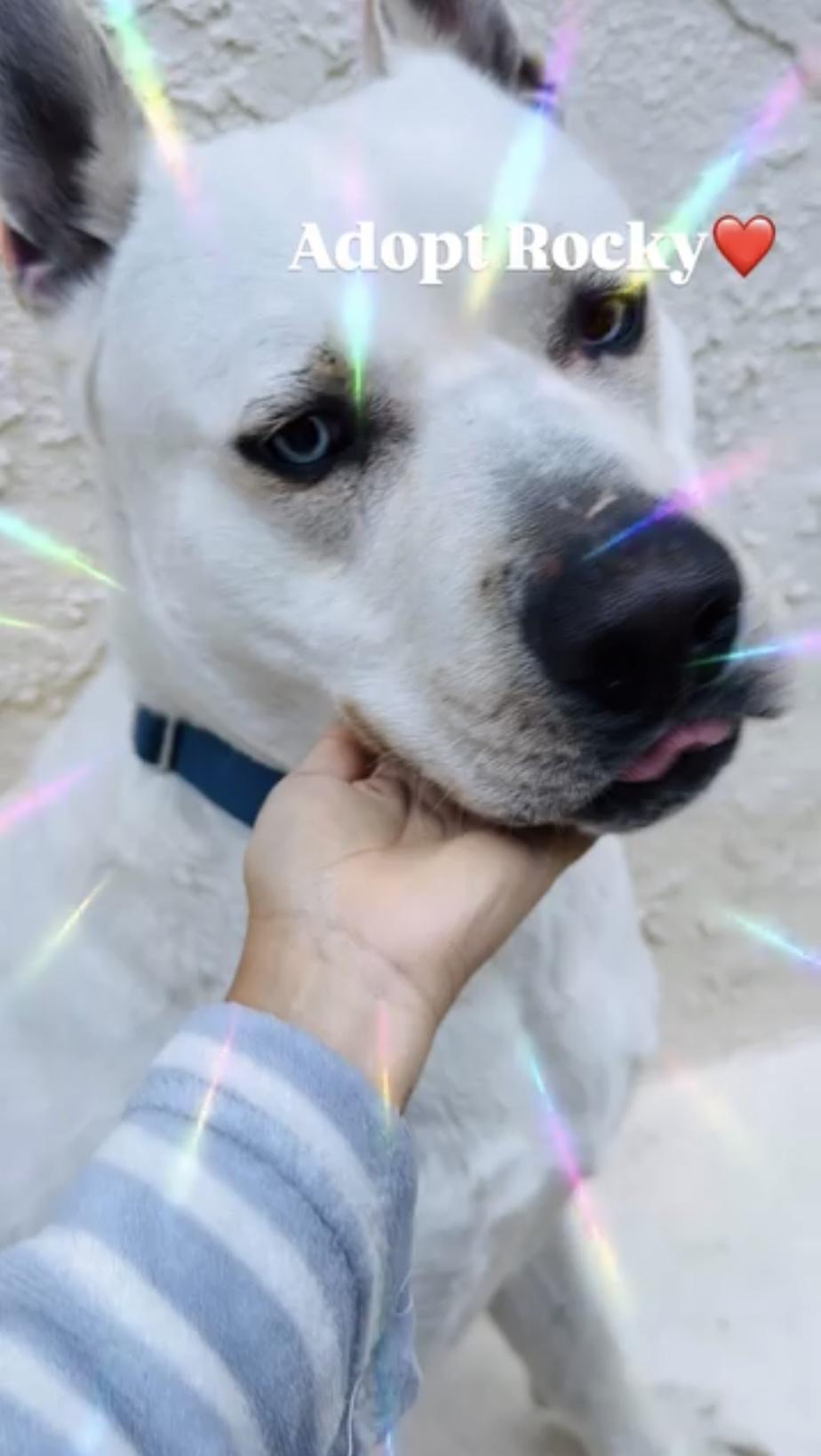 Rocky, the affectionate Lab/Husky Mix, a Adoptable mixed breed in Encino, CA image 3/4