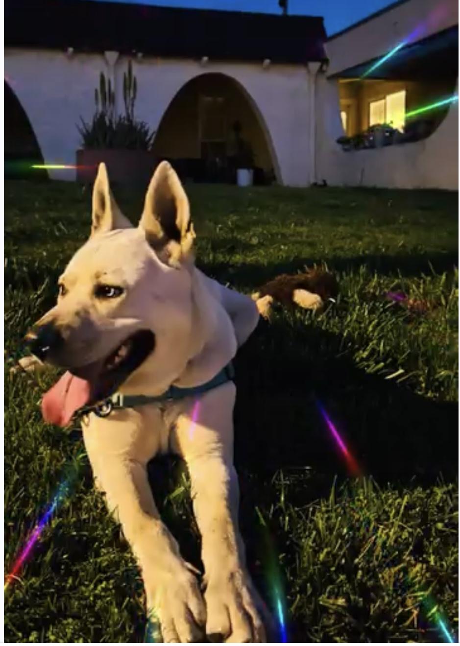Rocky, the affectionate Lab/Husky Mix, a Adoptable mixed breed in Encino, CA image 4/4