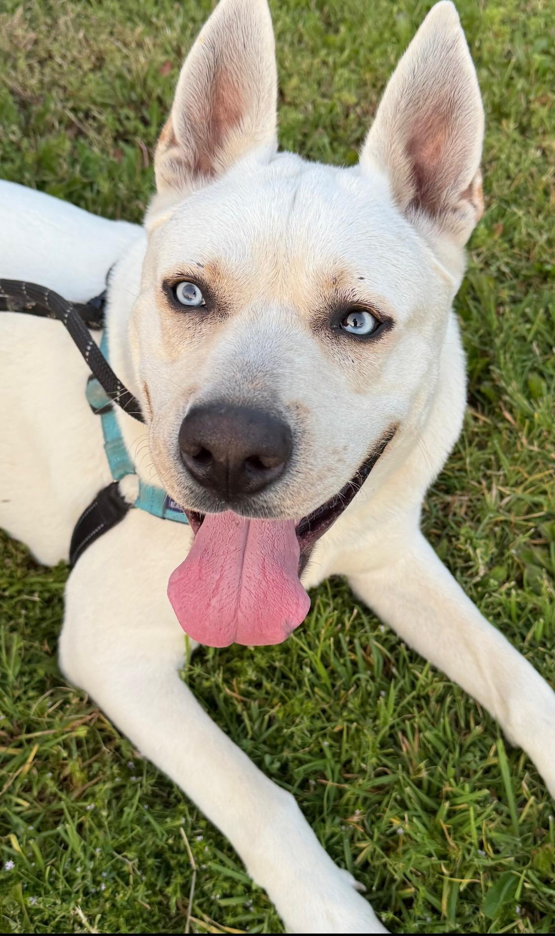 Rocky the affectionate Lab/Husky Mix