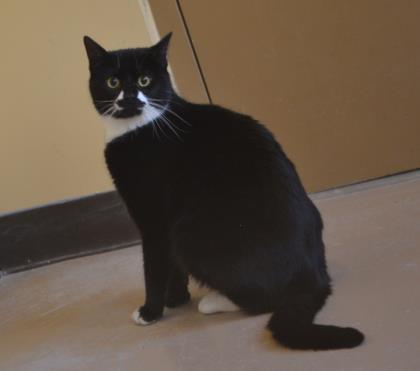 Darla, Adoptable, Adult Female Domestic Short Hair.