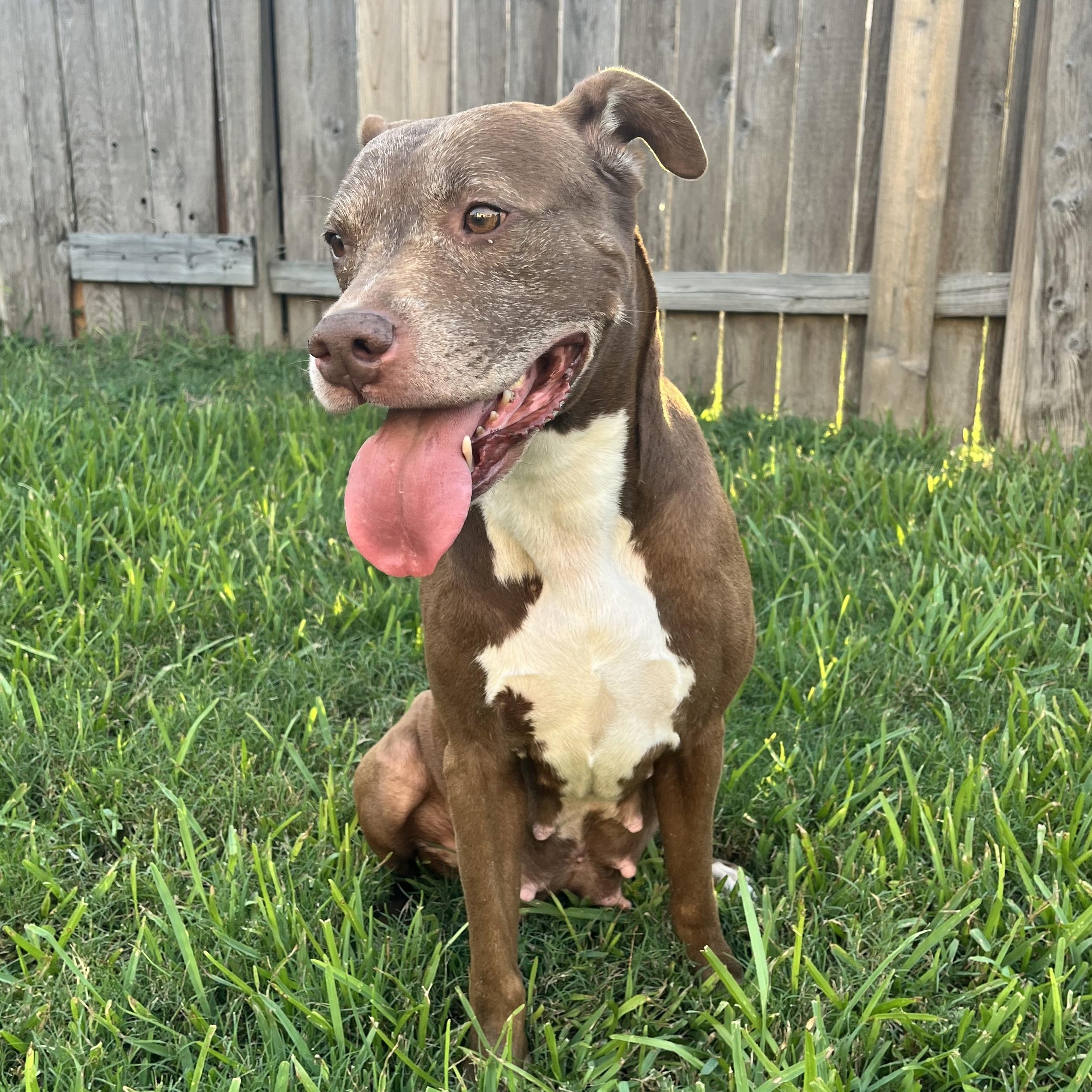 Sienna, a Adoptable American Staffordshire Terrier in Alden, NY image 2/6