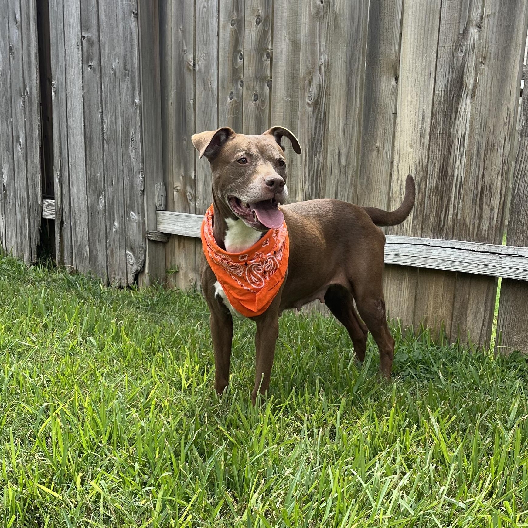 Sienna, a Adoptable American Staffordshire Terrier in Alden, NY image 1/6