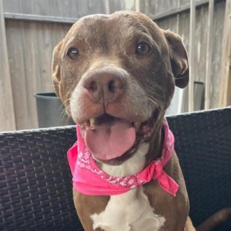 Enlarge Sienna, a Adoptable American Staffordshire Terrier in Alden, NY image 1/6